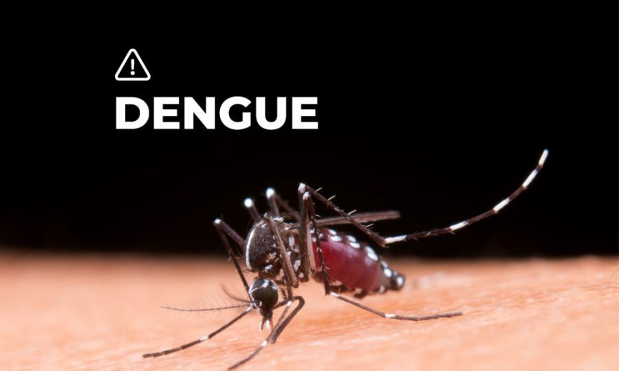 Ni vacunas ni reactivos ni campañas publicitarias contra el dengue: la inacción del Gobierno pese al récord de infectados